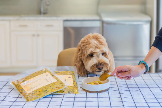 How to Choose Fresh Dog Food: Why Protein and Calorie Sources Matter?