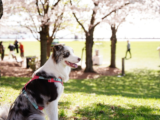 Understanding BUN, Creatinine & Lipase in Dog Blood Panels