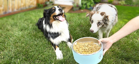 Is Lamb Fresh Dog Food Good for Sensitive Stomachs? | Hi Nature Pet