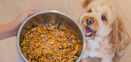 Homemade Dog Food vs Fresh Cooked Meals: Why Balanced Nutrition Matters for Canadian Dogs
