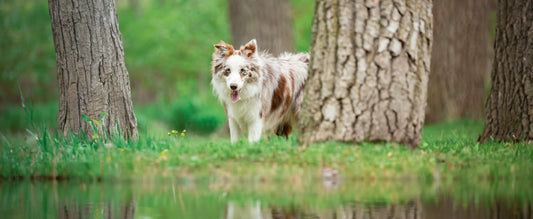 York Region guide to dog friendly hiking trails near me